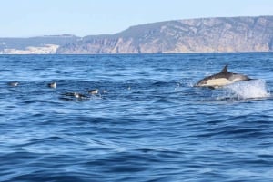 リスボン：海洋生物学者と 함께하는海洋サファリ