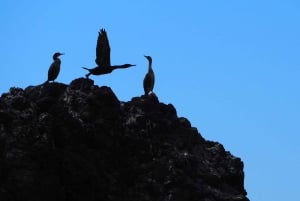 リスボン：海洋生物学者と 함께하는海洋サファリ