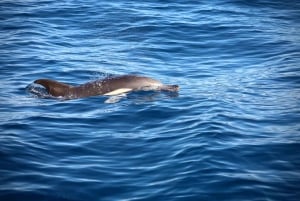 リスボン：海洋生物学者と 함께하는海洋サファリ