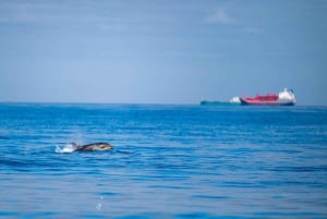Лиссабон: океанское сафари с морскими биологами