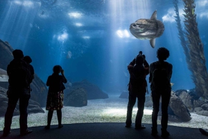 Lizbona: Oceanário de Lisboa – wycieczka z przewodnikiem i za kulisami