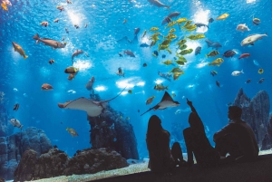 Lizbona: Oceanário de Lisboa – wycieczka z przewodnikiem i za kulisami