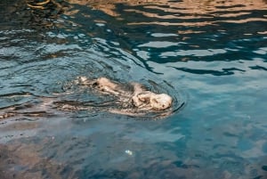 Lisbona: Biglietto d'ingresso per l'Oceanario di Lisbona