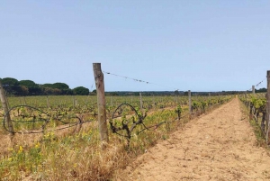 Lisbon: Private Full Day Evora & Alentejo Wine Tour