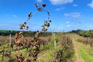 Lisbon: Private Full Day Evora & Alentejo Wine Tour