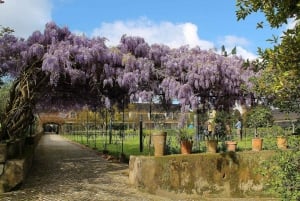 Lisbon Private Setúbal Region Wine Tasting Tour