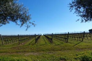 Lisboa: Tour Privado Evora con Cata de Vinos en la Cartuxa
