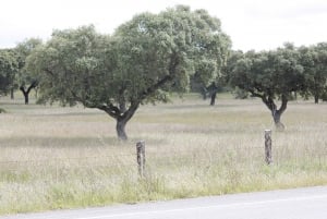 Lisboa: Tour Privado a Évora e Fábrica de Cortiça