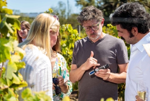 Lisbon: Carcavelos Vineyard Tour and Wine Tasting