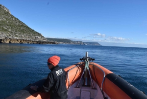 Lisbon: Sesimbra Kayak Discovery Experience