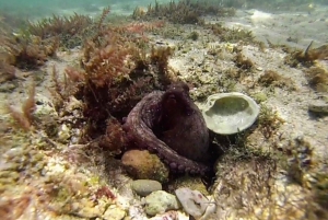 Lisbon: Snorkeling and Wine Tasting in Arrábida