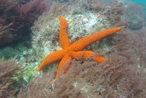 Lisbon: Snorkelling in Sesimbra/Arrábida Natural Park