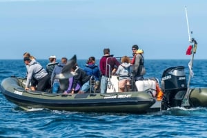 Lisboa: Passeio de lancha ao Farol do Bugio