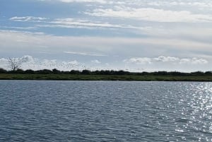 Lisbon: Tagus Estuary Nature Reserve Birdwatching Boat Tour