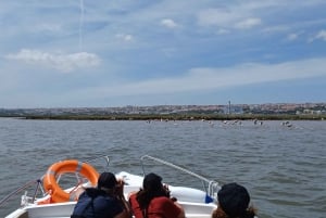 Lisbon: Tagus Estuary Nature Reserve Birdwatching Boat Tour