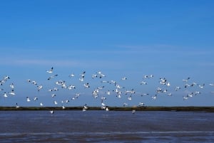 Lisbon: Tagus Estuary Nature Reserve Birdwatching Boat Tour