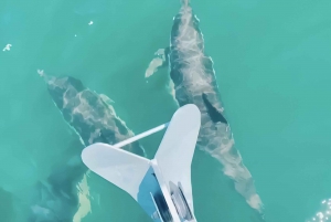 Lissabon - kryssning Tagus River Cruise, morgon, dag, solnedgång eller natt