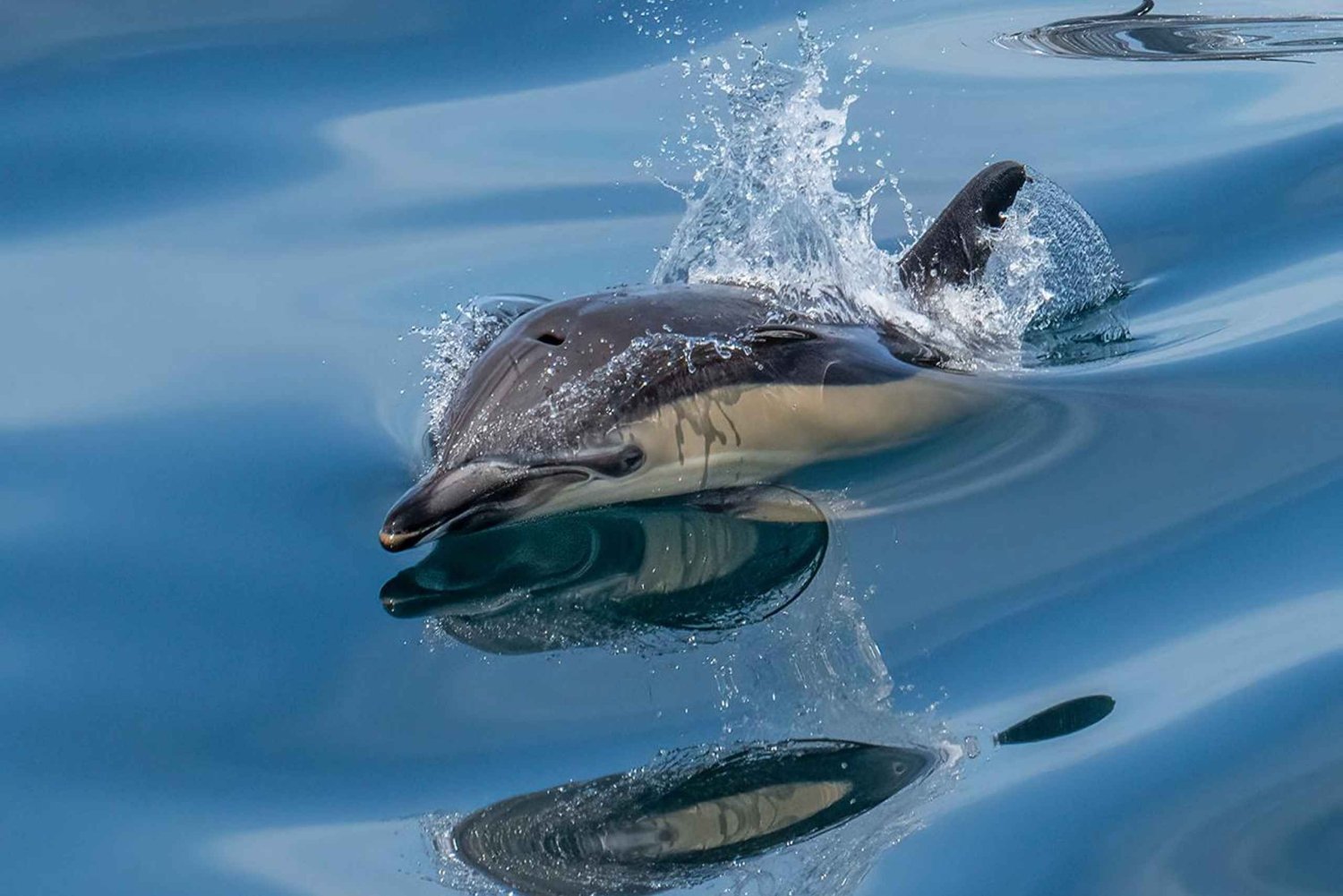 Lisbon: Tagus River Marine Wildlife Speedboating Adventure