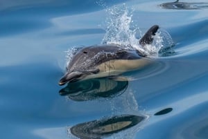 Lisboa: Hurtigbåt-eventyr på Tejo-elven med marint dyreliv