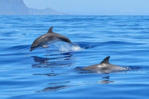 Lisboa: Hurtigbåt-eventyr på Tejo-elven med marint dyreliv
