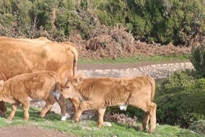 Dagsutflykt till Madeiras västra del med Fanal-skogen