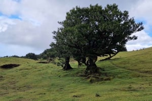 Dagsutflykt till Madeiras västra del med Fanal-skogen