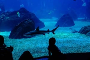 Lisbon MegaPass : principales attractions, croisières et transports