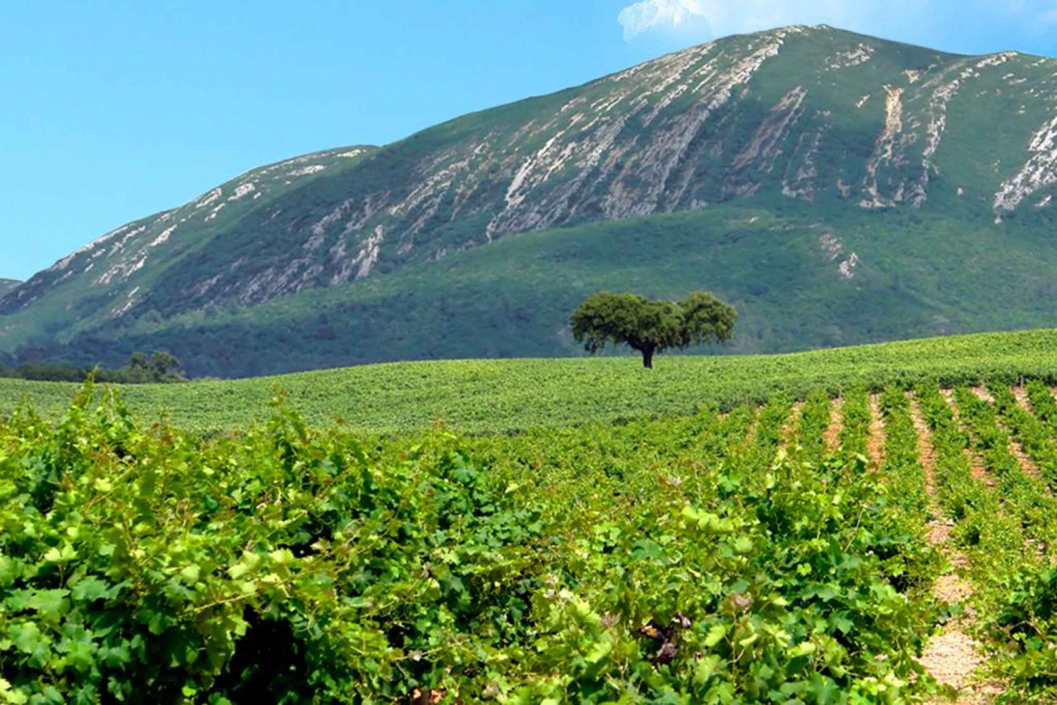 Portuguese Wine History & Amazing Landscape