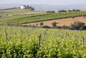 Portuguese Wine History & Amazing Landscape