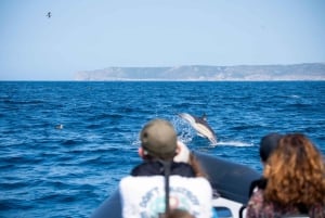 Sesimbra: Arrábida-delfin- og hvalsafari med biolog