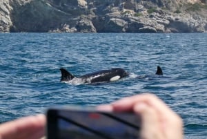 Sesimbra: Arrábida-delfin- og hvalsafari med biolog