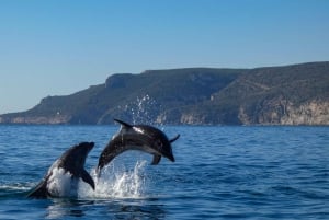 Sesimbra: Arrábida-delfin- og hvalsafari med biolog