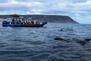 Sesimbra: Arrábida-delfin- og hvalsafari med biolog
