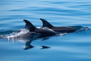 Sesimbra: Arrábida-delfin- og hvalsafari med biolog