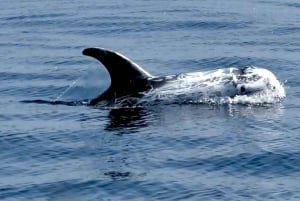 Sesimbra: Arrábida-delfin- og hvalsafari med biolog