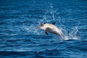 Sesimbra: Arrábida-delfin- og hvalsafari med biolog