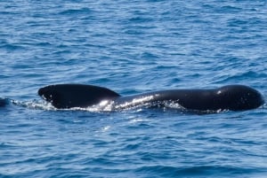 Sesimbra: Arrábida-delfin- og hvalsafari med biolog