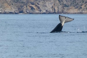 Sesimbra: Arrábida-delfin- og hvalsafari med biolog