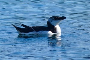 Sesimbra: Arrábida-delfin- og hvalsafari med biolog