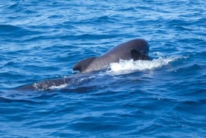 Sesimbra: Arrábida-delfin- og hvalsafari med biolog