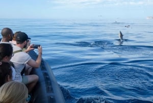 Sesimbra: Arrábida-delfin- og hvalsafari med biolog