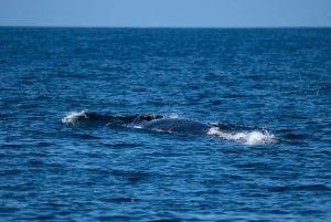 Sesimbra: Arrábida-delfin- og hvalsafari med biolog