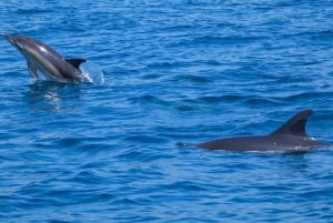 Sesimbra: Arrábida-delfin- og hvalsafari med biolog