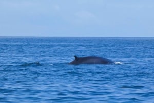 Sesimbra: Arrábida-delfin- og hvalsafari med biolog