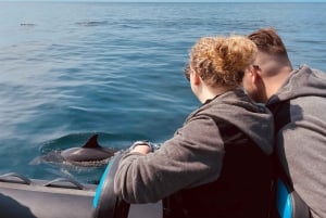 Sesimbra: Arrábida-delfin- og hvalsafari med biolog