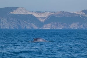 Sesimbra: Arrábida-delfin- og hvalsafari med biolog