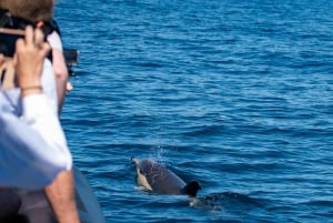 Sesimbra: Arrábida-delfin- og hvalsafari med biolog