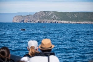 Sesimbra: Arrábida-delfin- og hvalsafari med biolog
