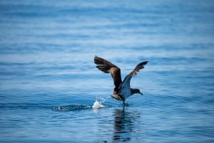 Sesimbra: Arrábida-delfin- og hvalsafari med biolog