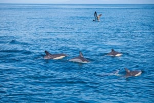 Sesimbra: Arrábida-delfin- og hvalsafari med biolog